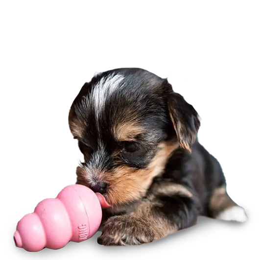 Puppy Shop